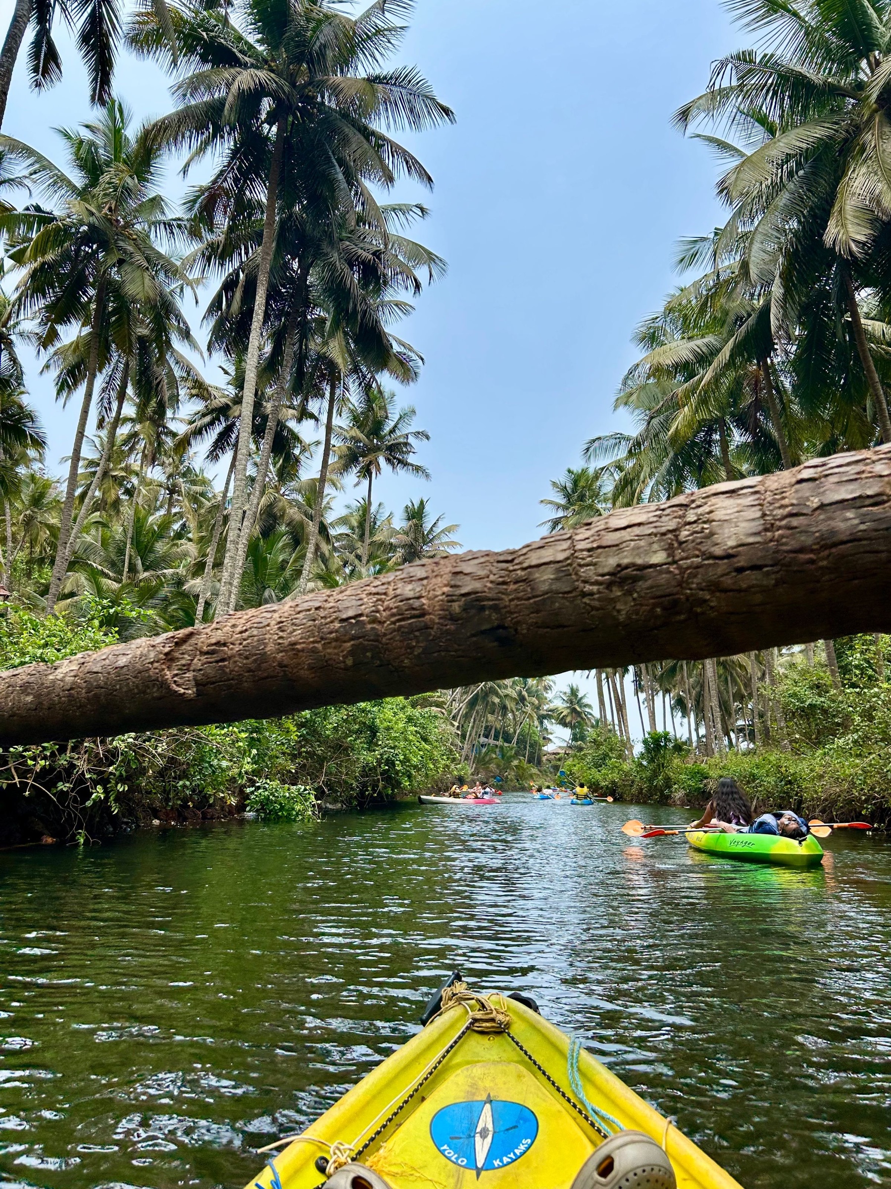 Kayakers exploring a palm-lined tropical waterway